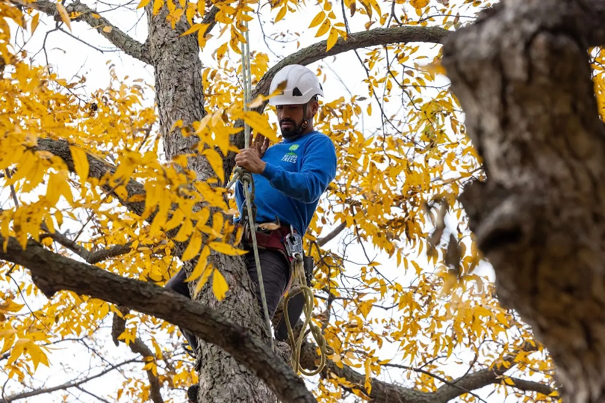 Skilled Storm Damage Cleanup crew working in Carroll